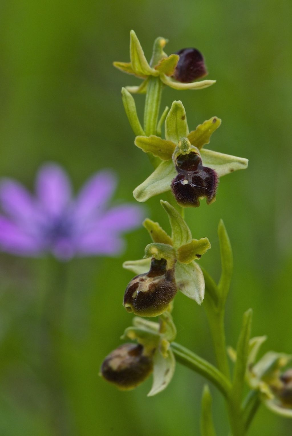 orchidee colline a nord di Firenze