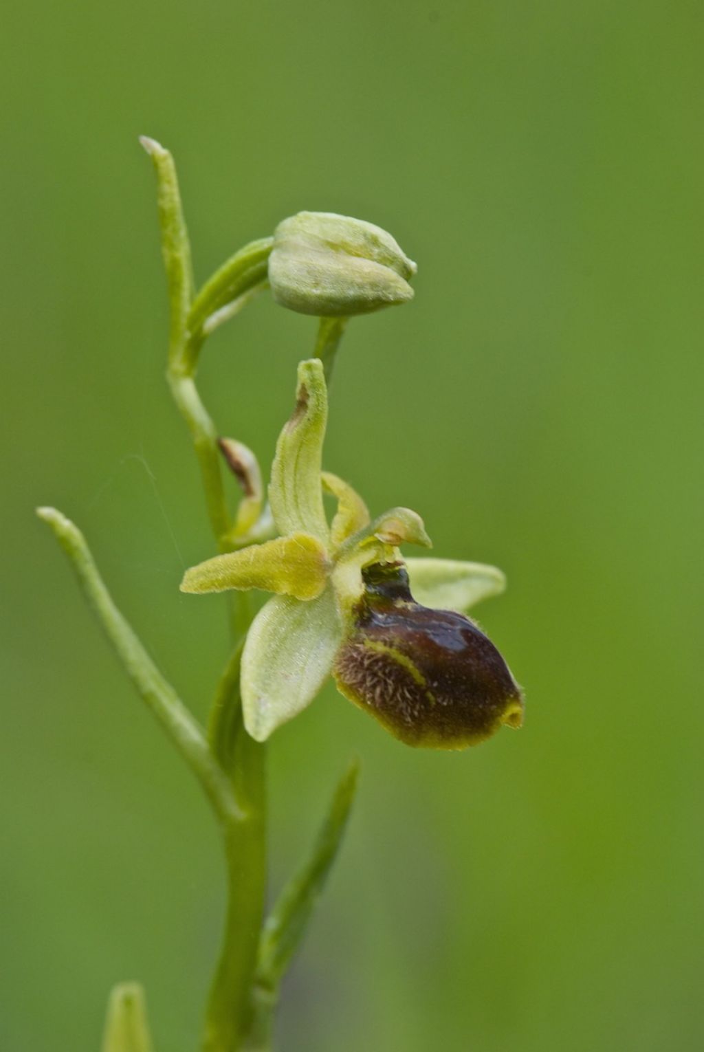 orchidee colline a nord di Firenze