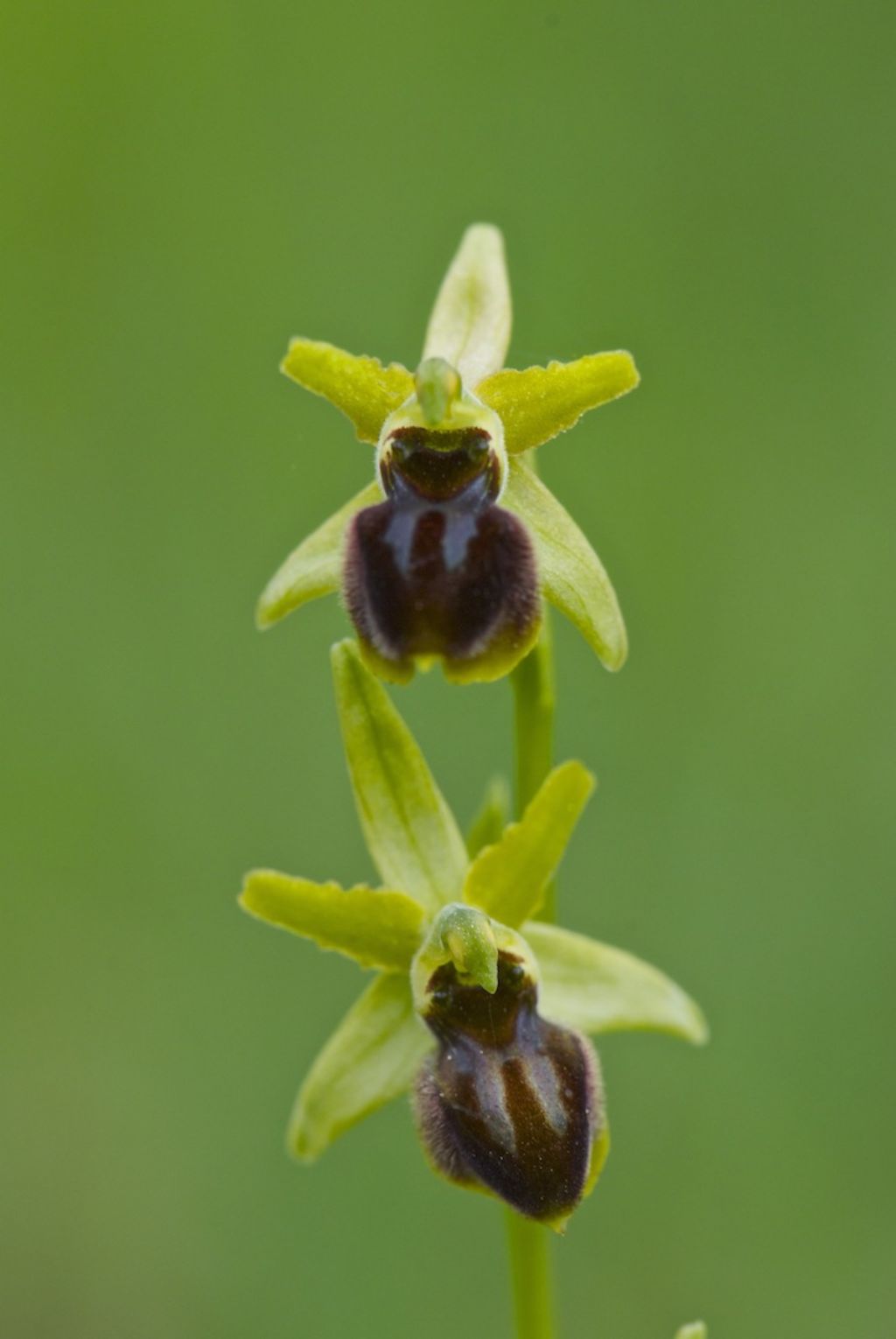 orchidee colline a nord di Firenze