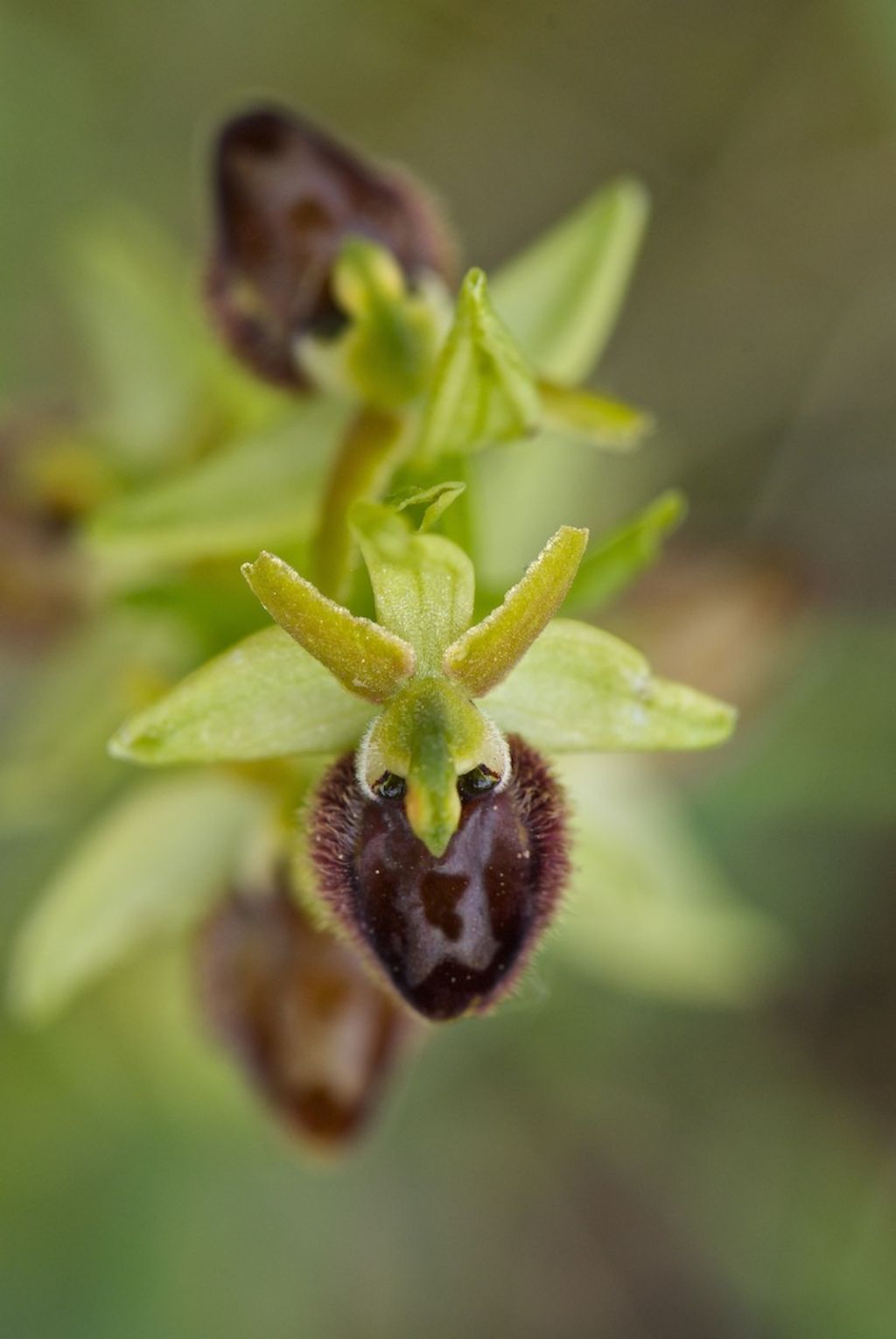 orchidee colline a nord di Firenze