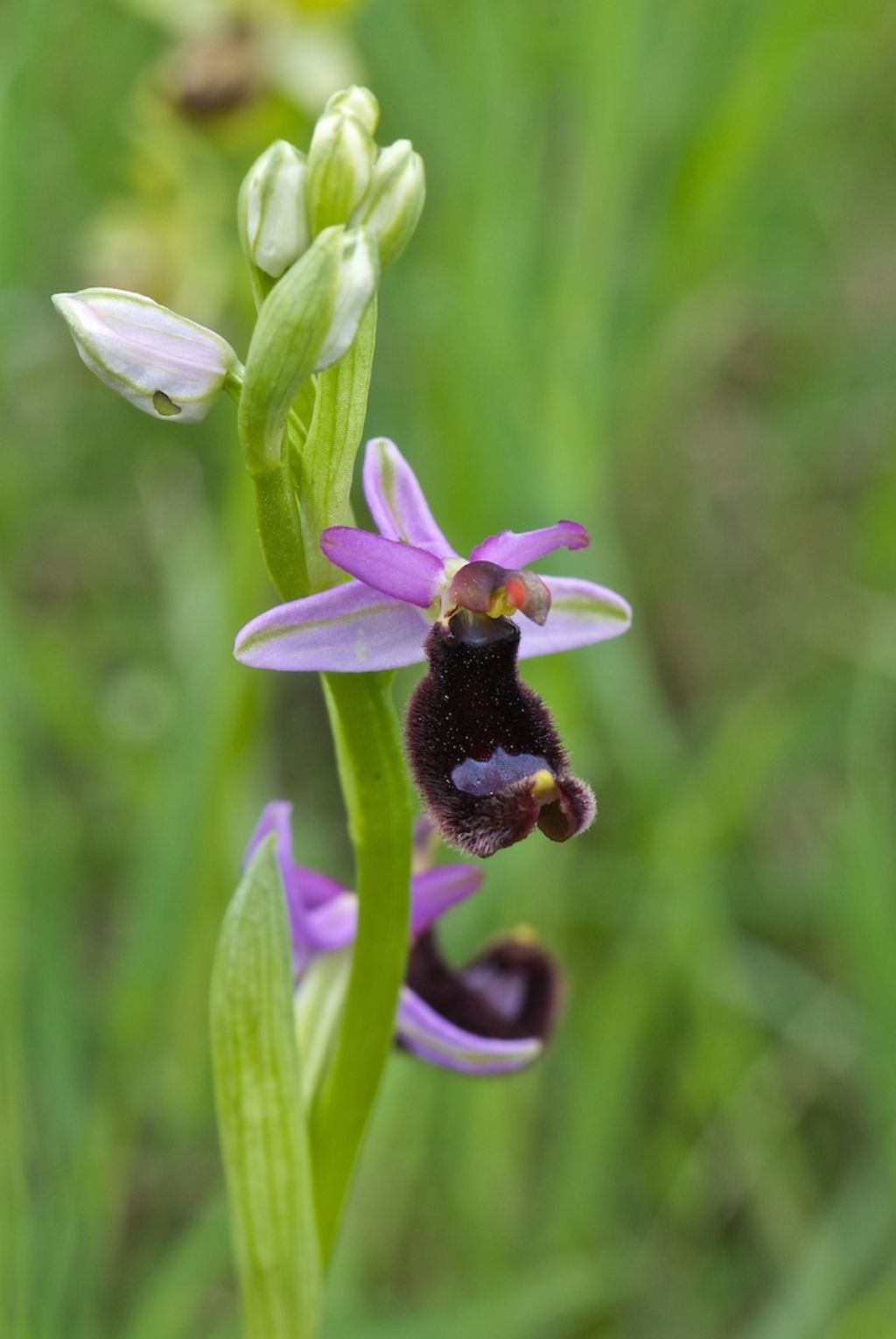 orchidee colline a nord di Firenze