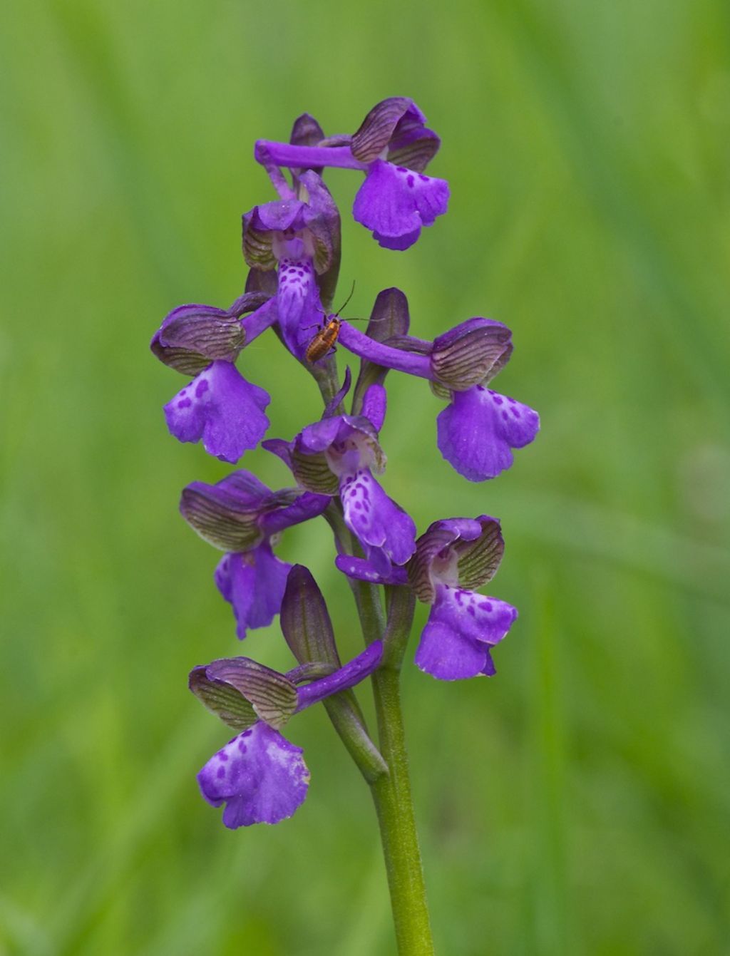 orchidee colline a nord di Firenze