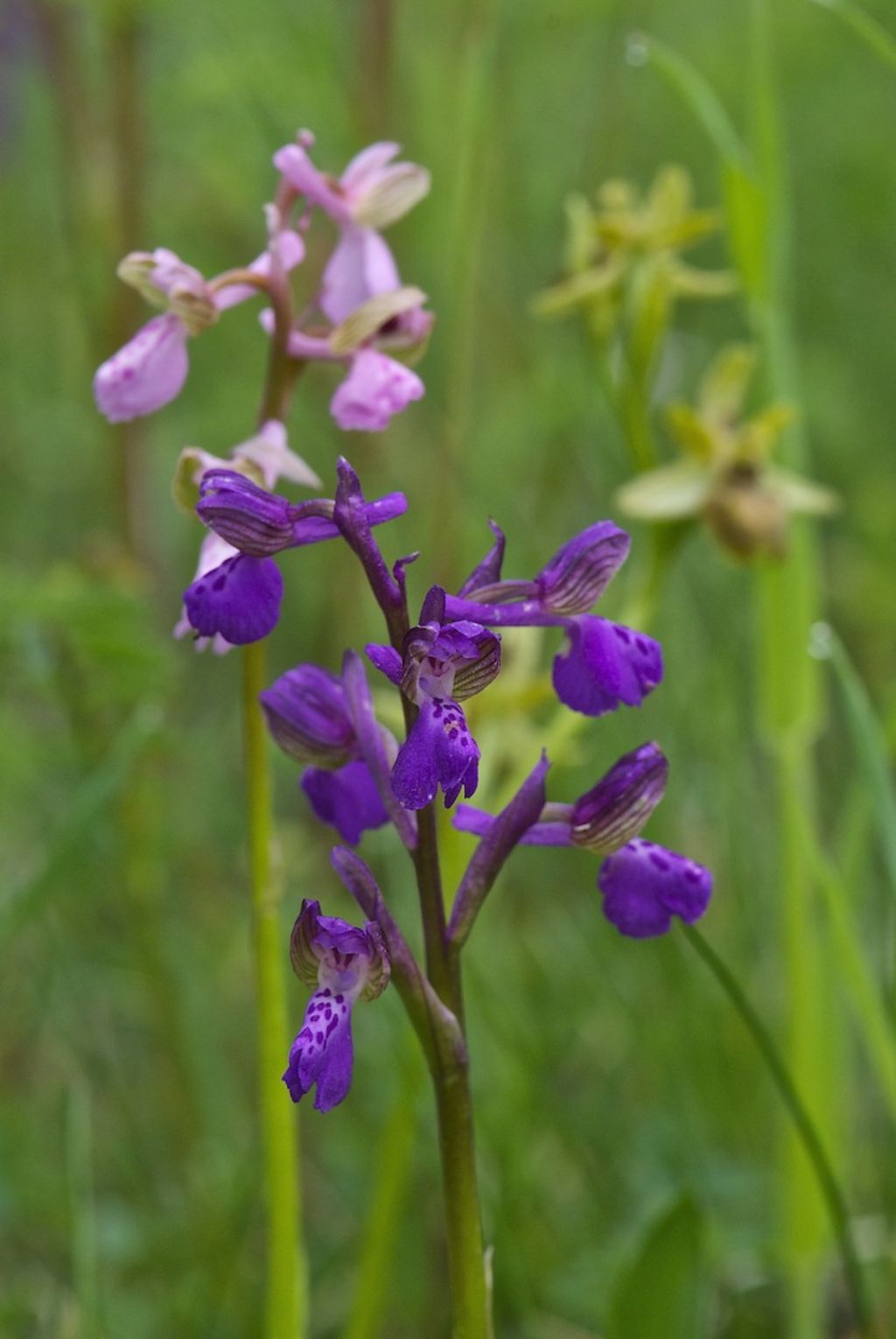 orchidee colline a nord di Firenze