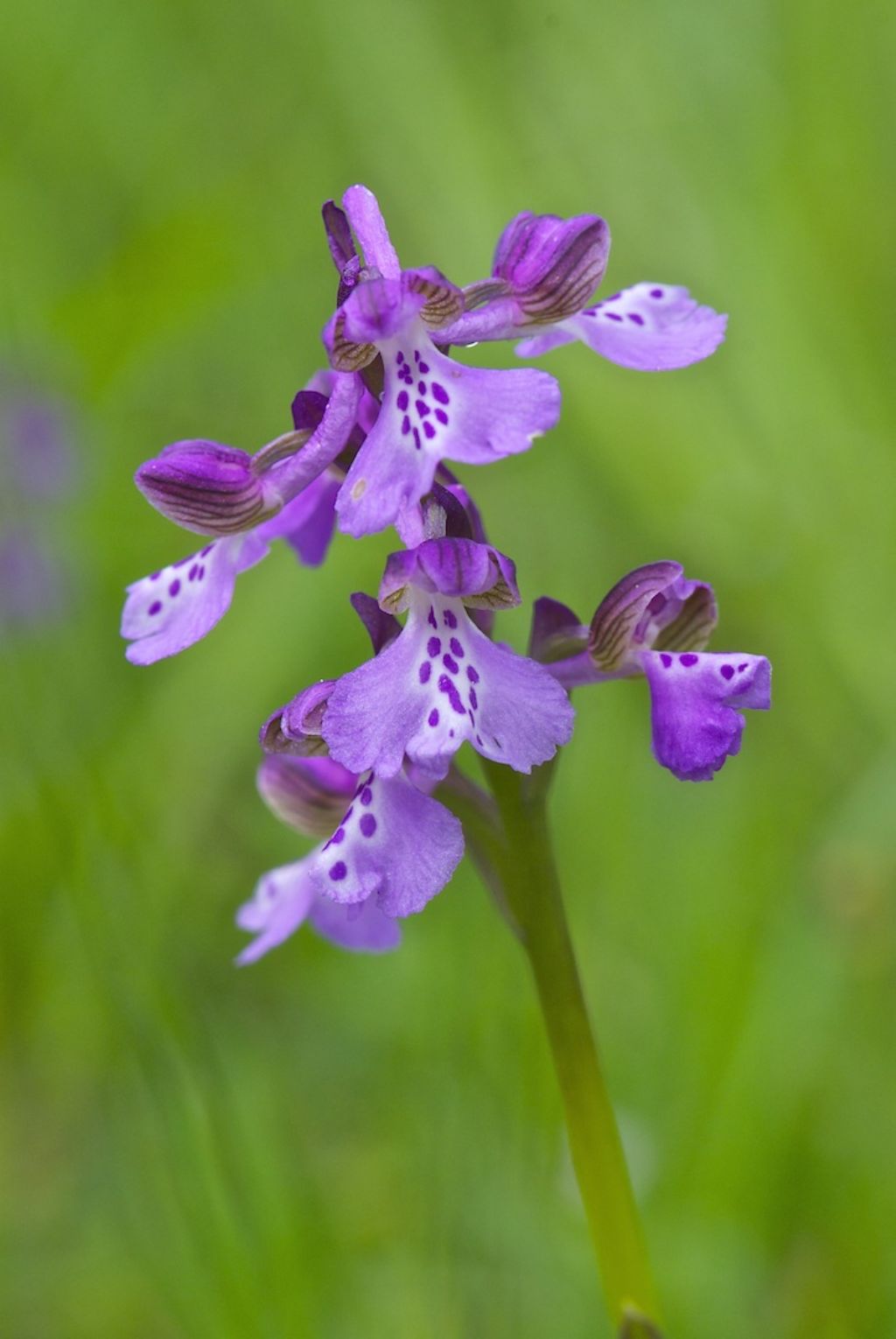 orchidee colline a nord di Firenze