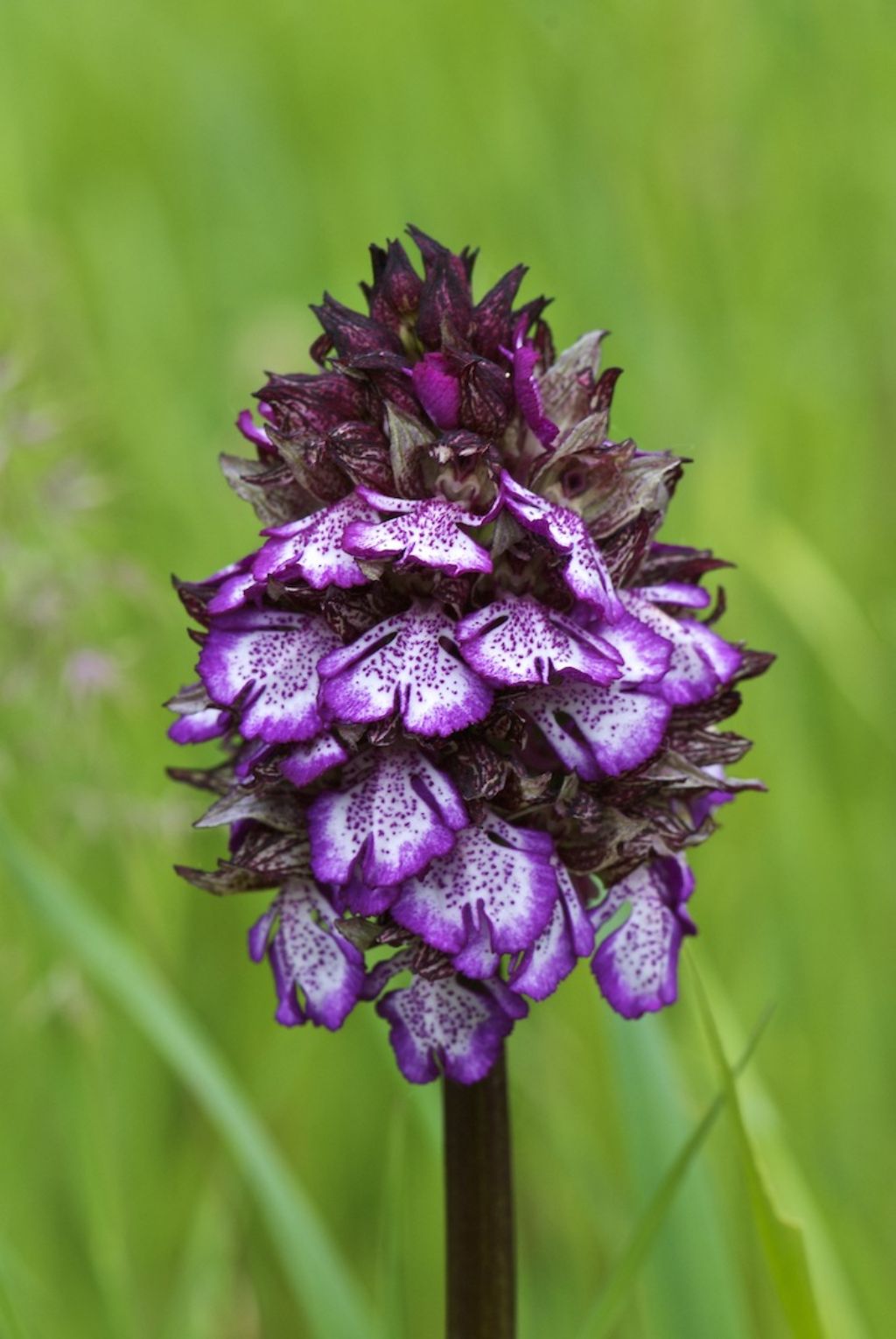 orchidee colline a nord di Firenze