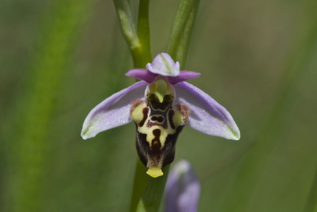 entrambe fuciflora ??