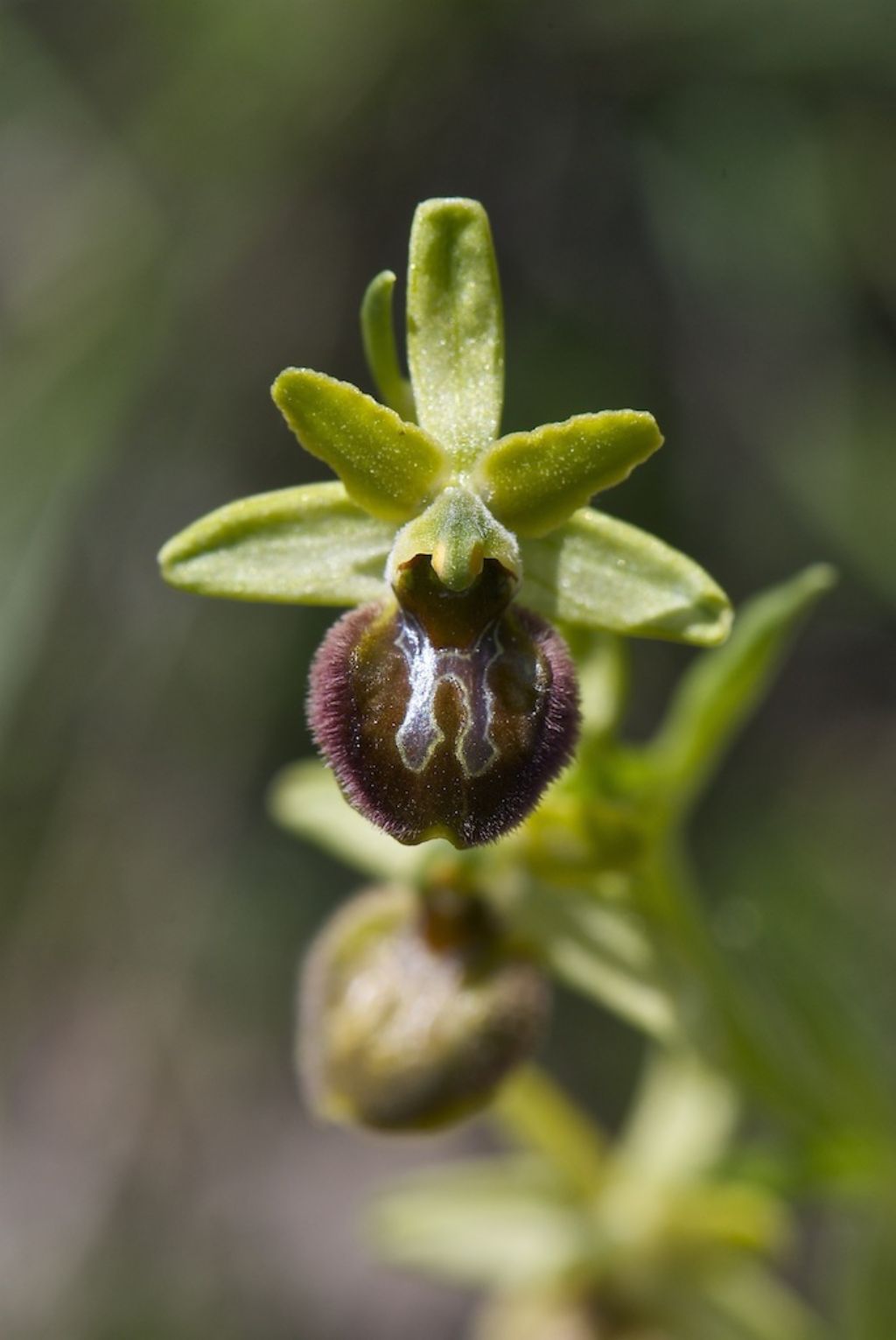 sphegodes ?