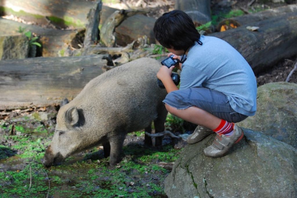 Domanda su cinghiale