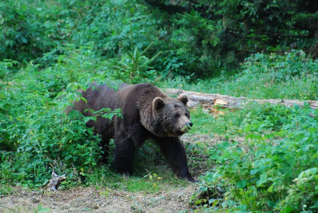 Domanda su cinghiale