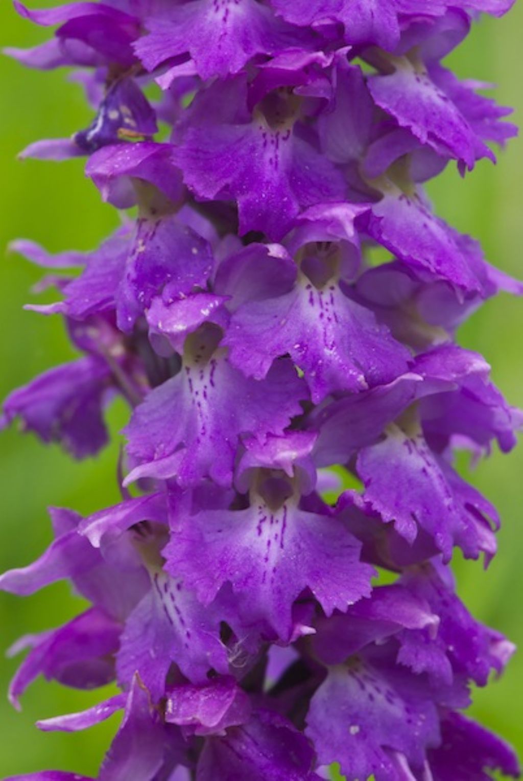 Orchis mascula subsp. speciosa / Orchide elegante