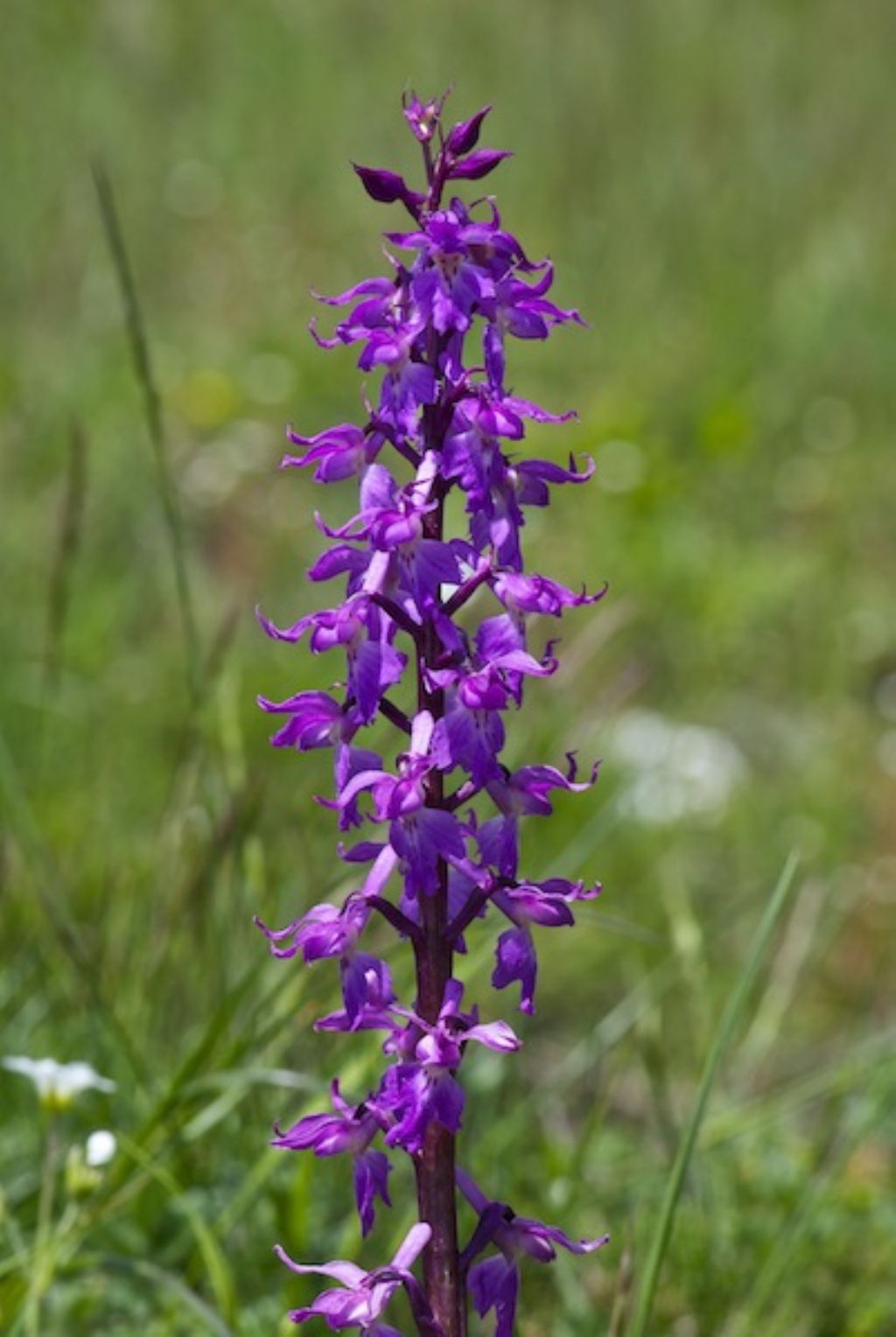 Orchis mascula subsp. speciosa / Orchide elegante