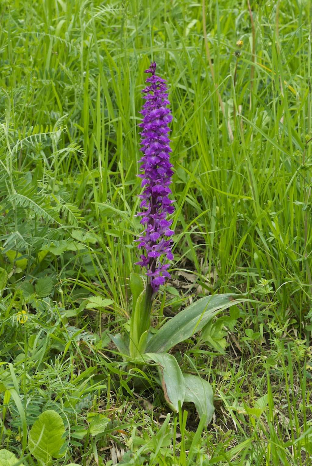 Orchis mascula subsp. speciosa / Orchide elegante