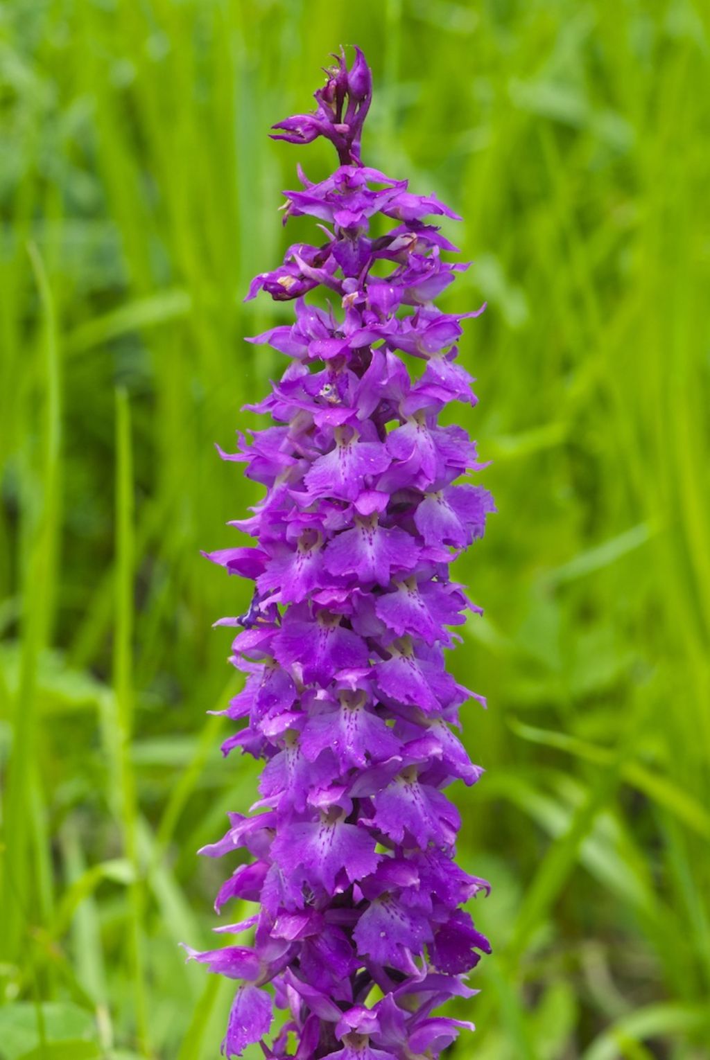 Orchis mascula subsp. speciosa / Orchide elegante