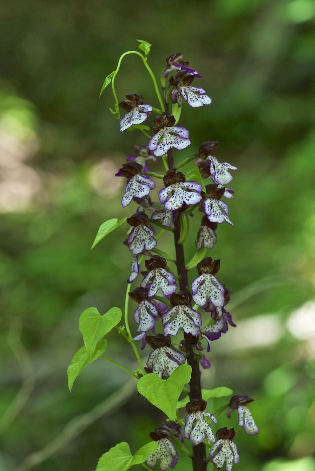 Durata fioritura orchidee