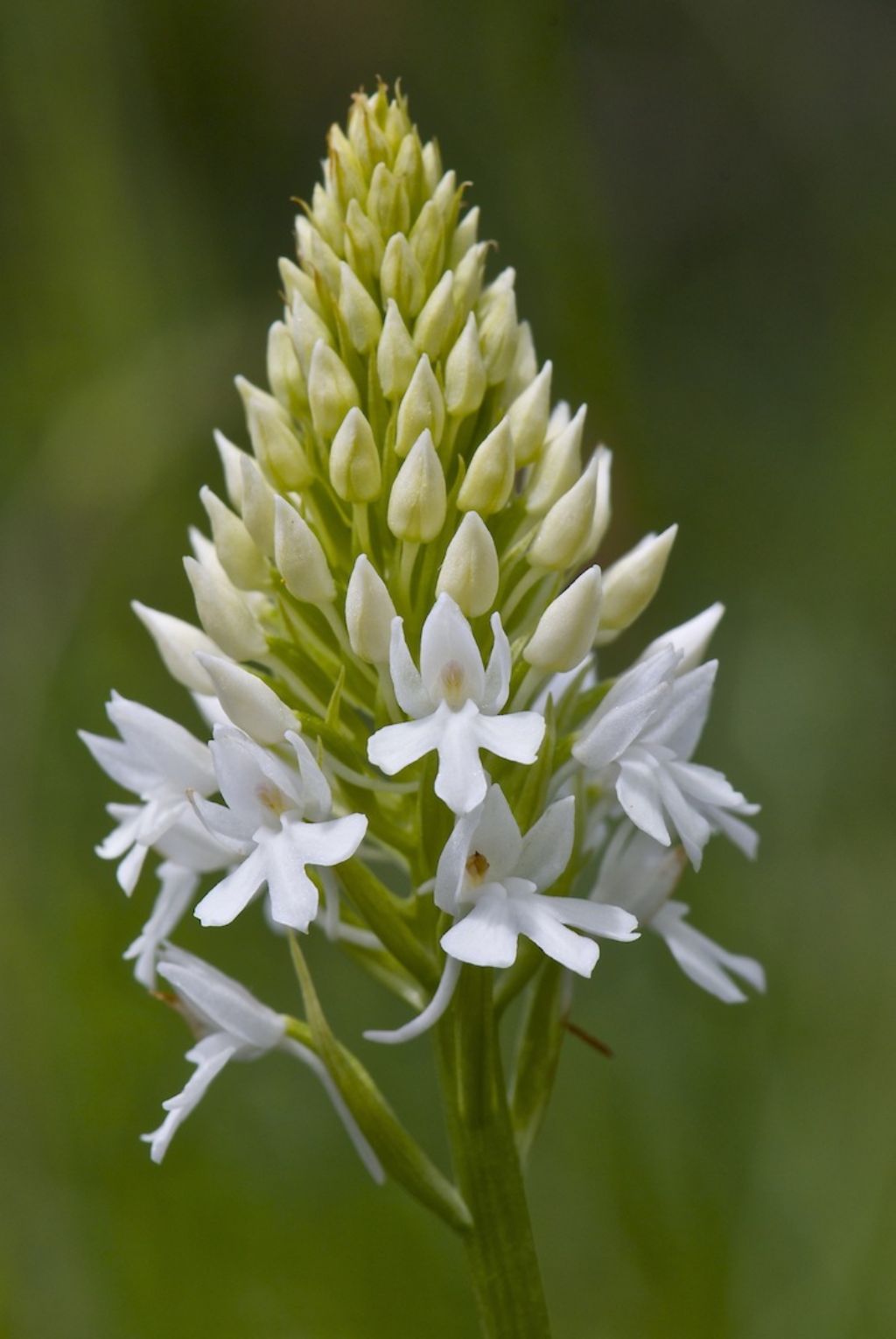 A. pyramidalis bianca e L. abortivum