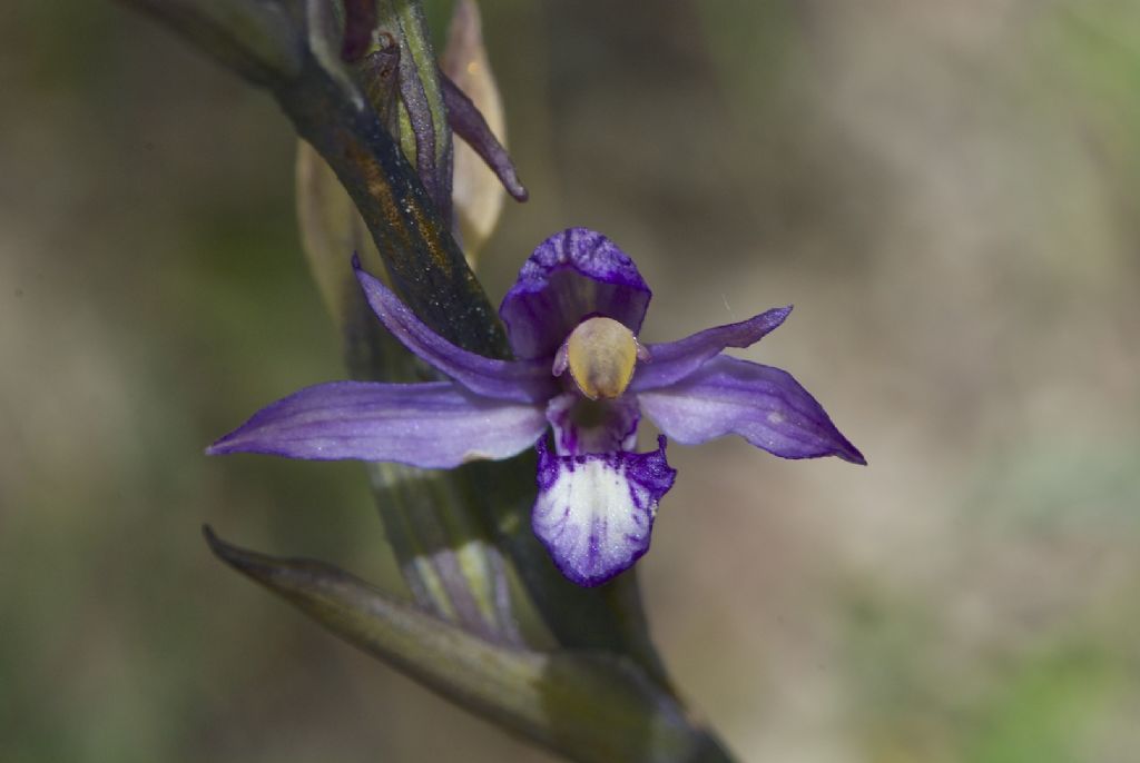 A. pyramidalis bianca e L. abortivum