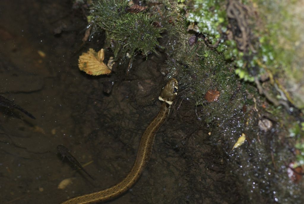 Larva salamandra