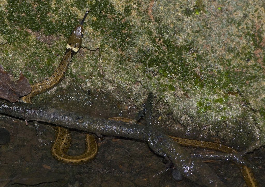 Larva salamandra