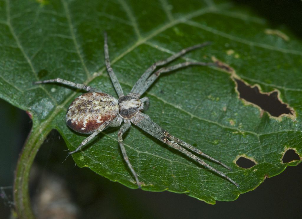 Philodromus Bologna e Trentino