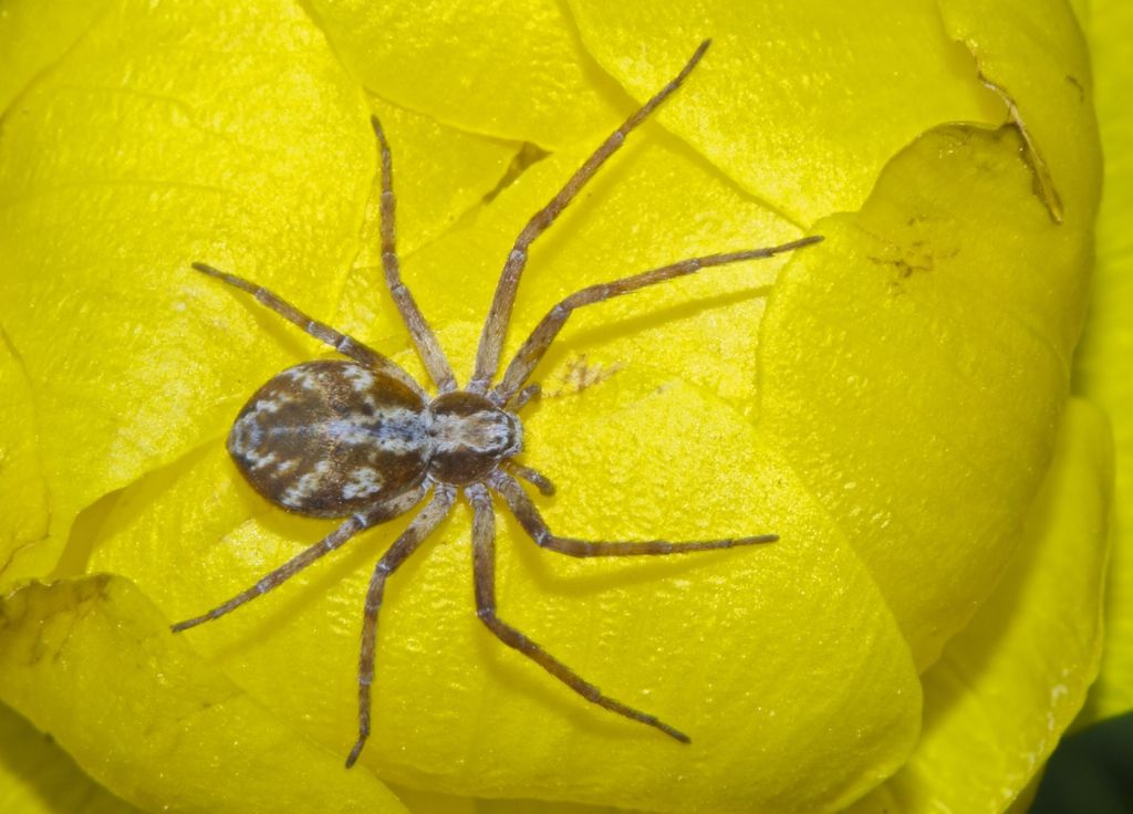 Philodromus Bologna e Trentino