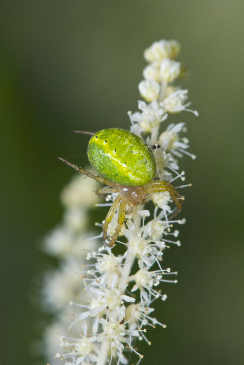 Araniella sp. - Roccaforte di mondovi (CN)