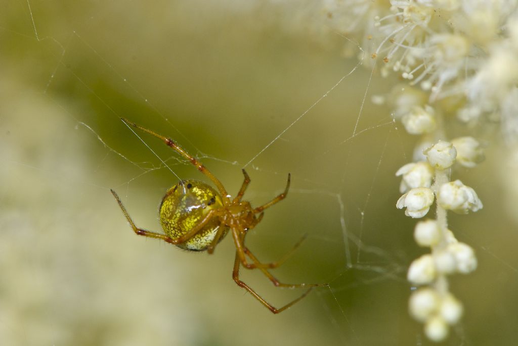 Theridiidae, cf. Phylloneta sp. - Roccaforte di Mondovi (CN)