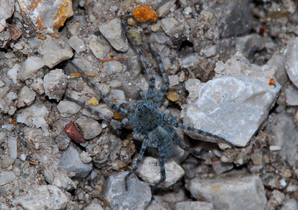 Pardosa wagleri e Philodromus sp. - Gesause (Austria)