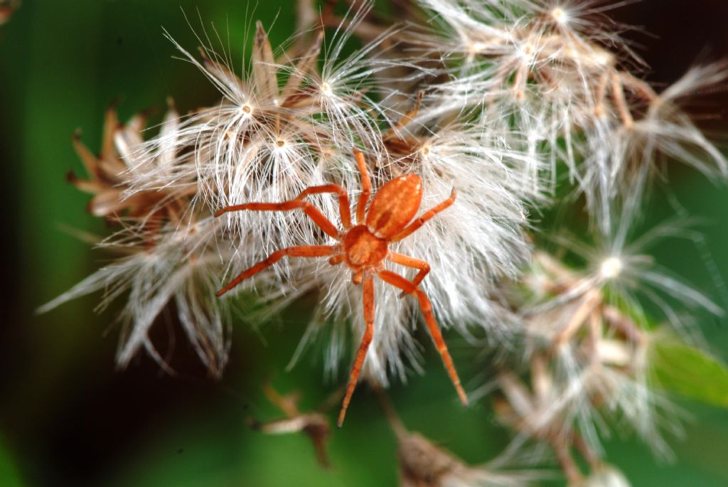 Pardosa wagleri e Philodromus sp. - Gesause (Austria)