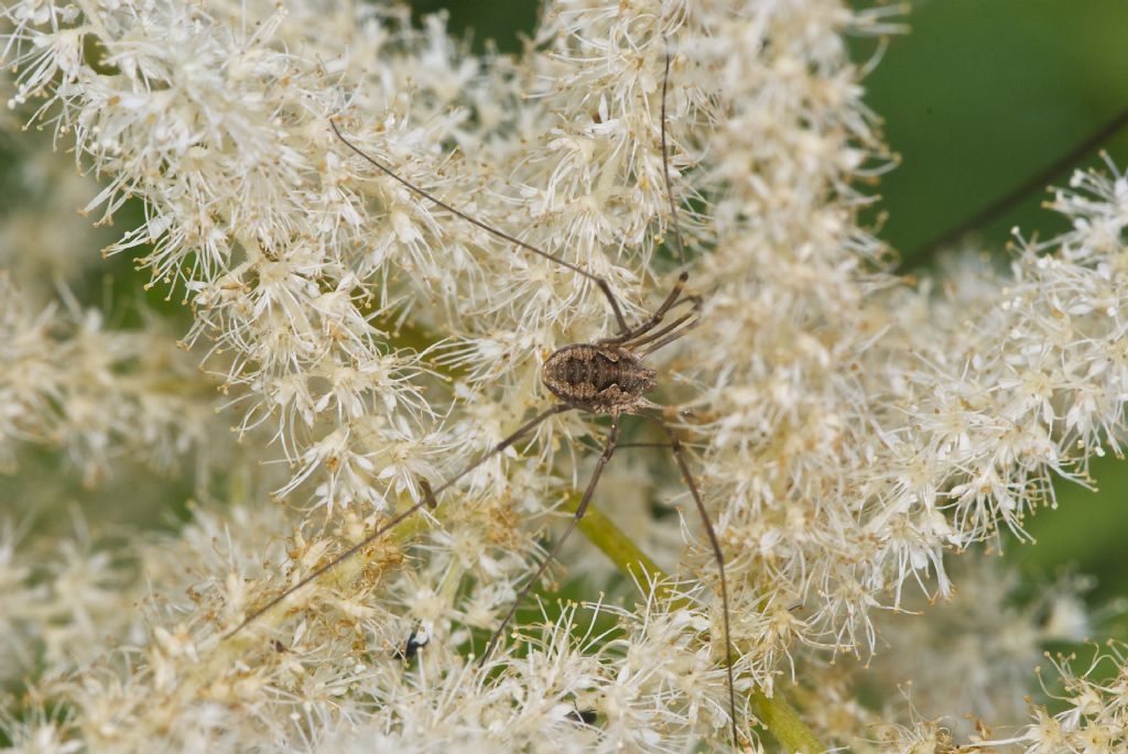 opiliones da identificare