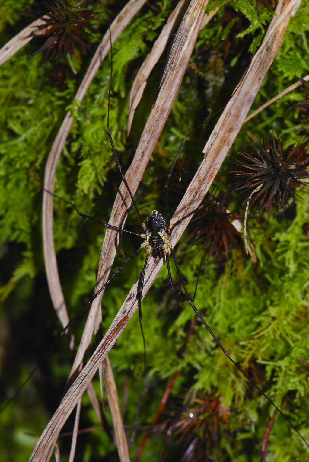 opiliones da identificare