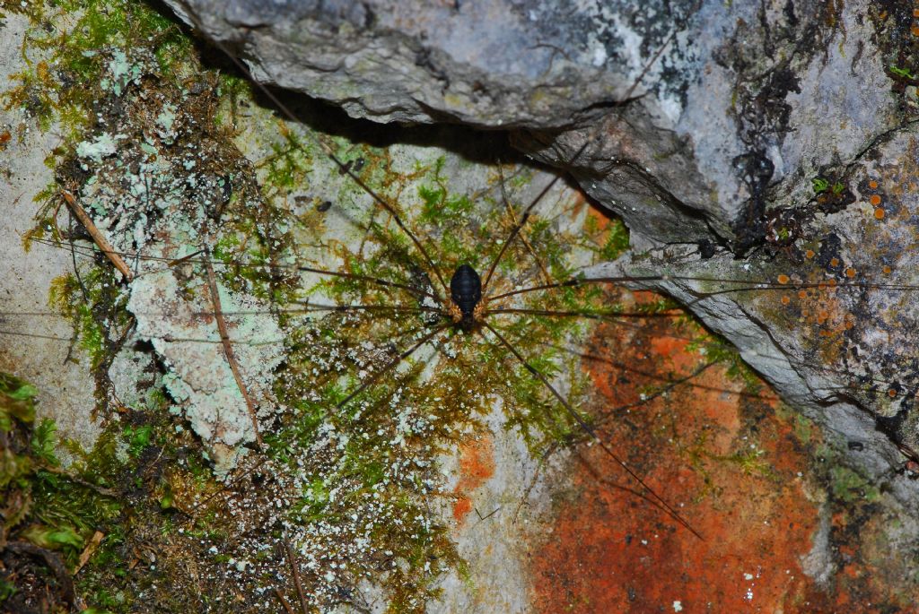 opiliones da identificare