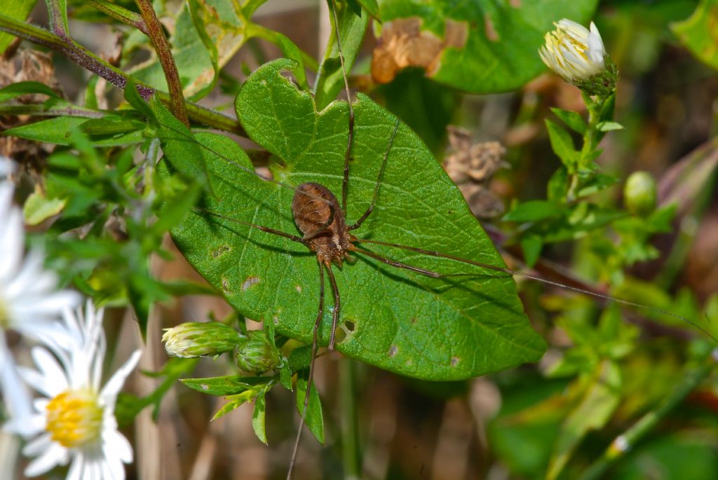 opiliones da identificare