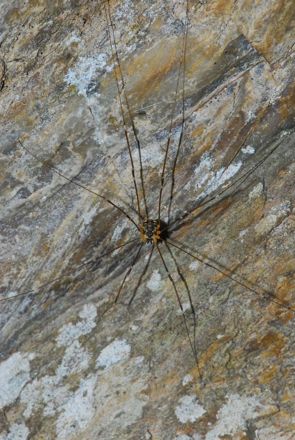 opiliones da identificare