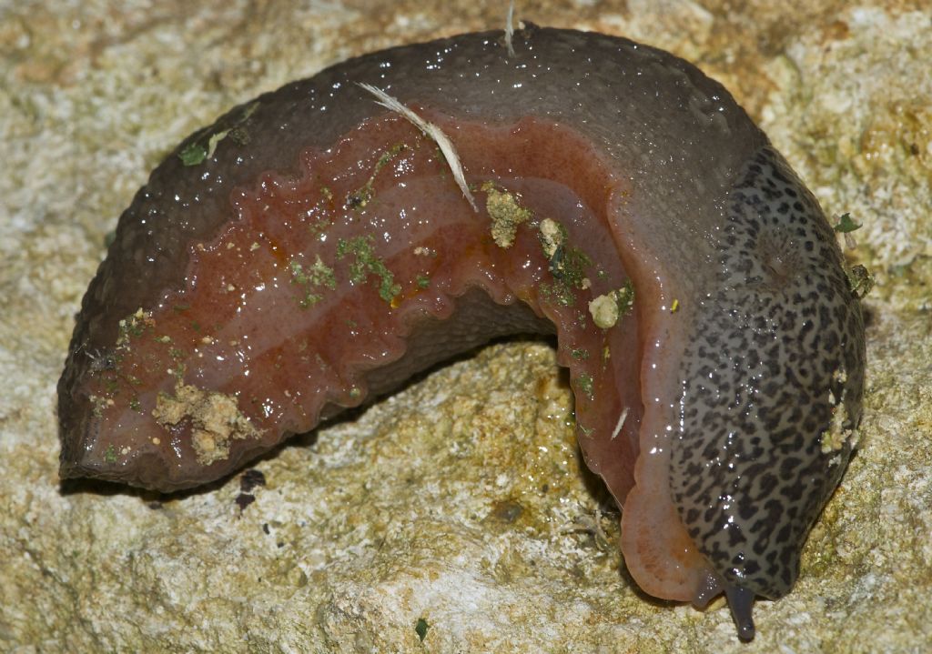 Limax veronensis  Monti Berici (VI)