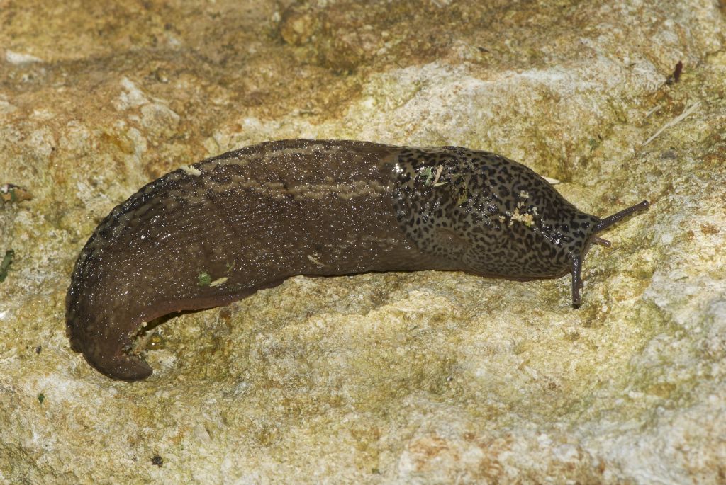 Limax veronensis  Monti Berici (VI)