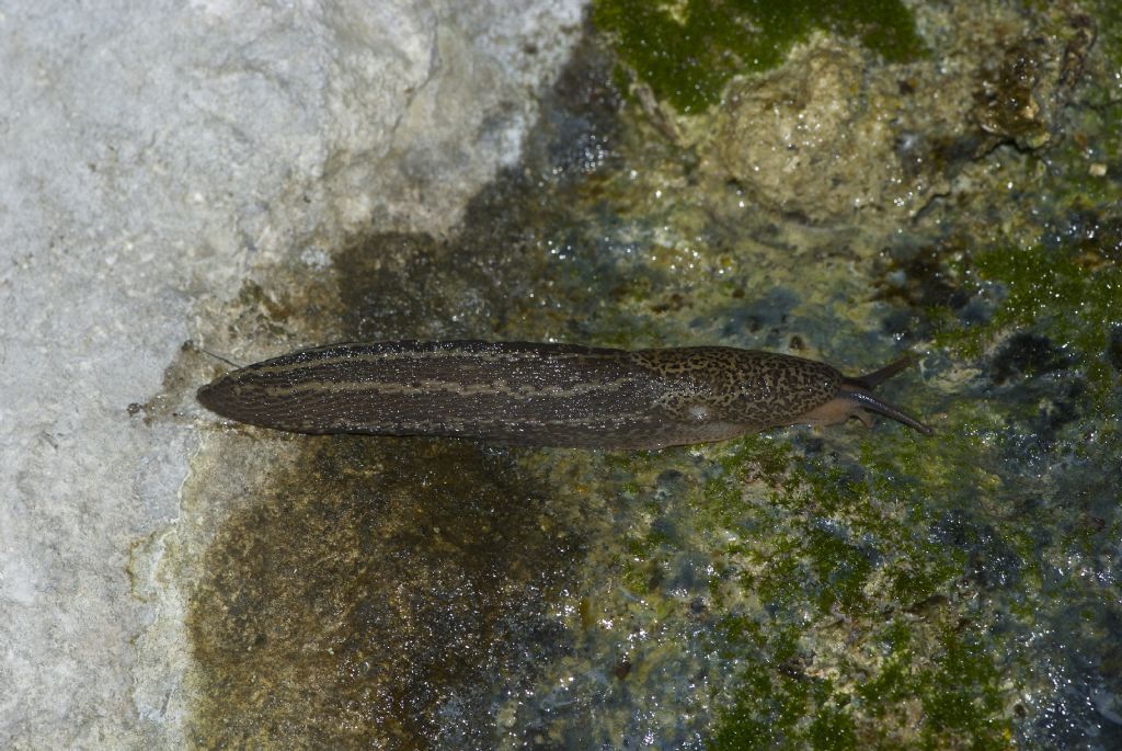 Limax veronensis  Monti Berici (VI)