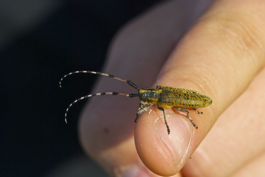 Saperda populnea ? Agapanthia sicula malmerendii