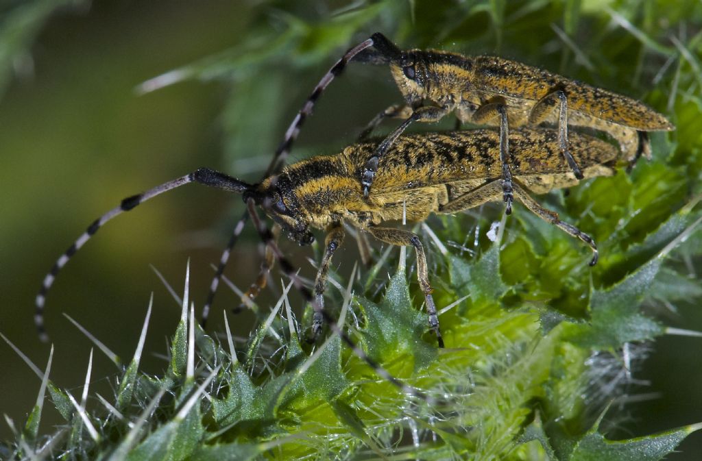 Saperda populnea ? Agapanthia sicula malmerendii