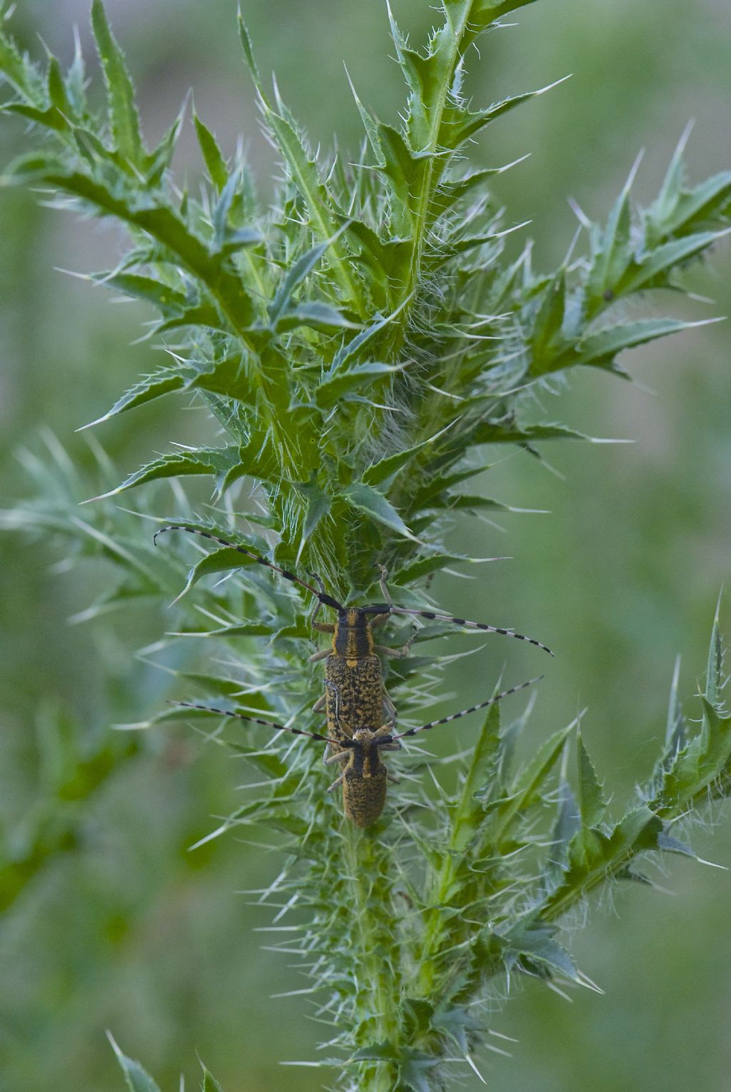 Saperda populnea ? Agapanthia sicula malmerendii