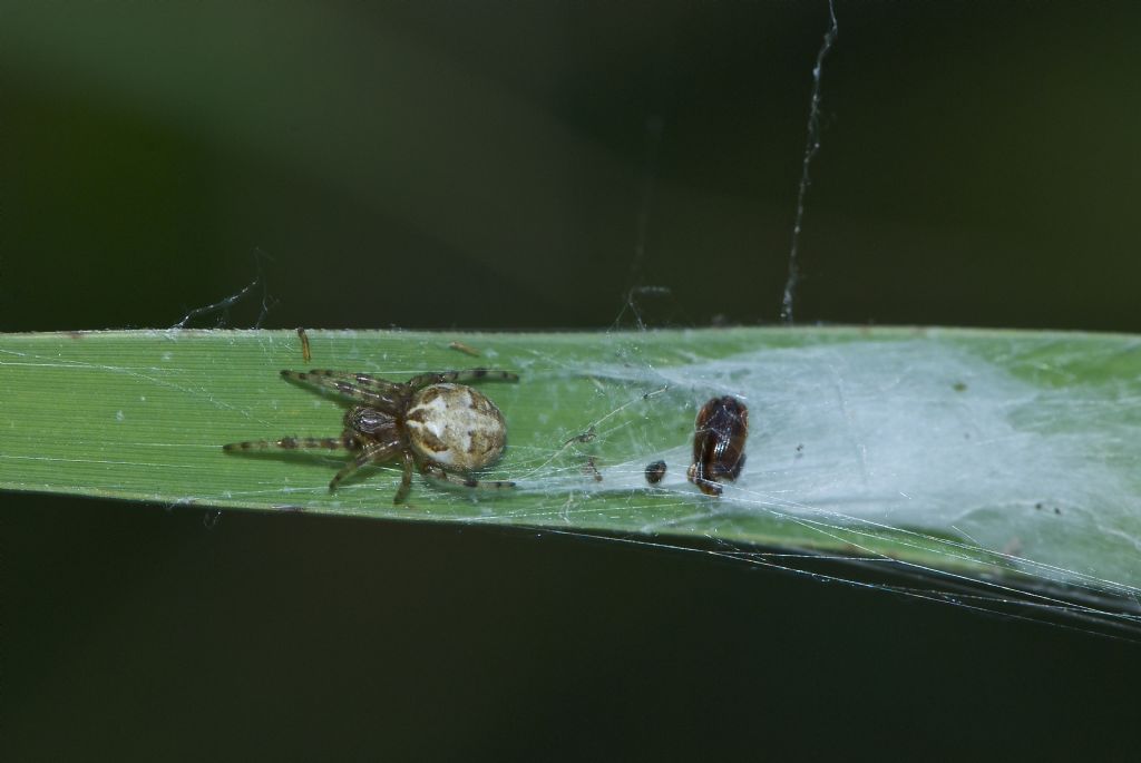 Larinioides sp.; Synema globosum - San Pietro in Casale (BO)