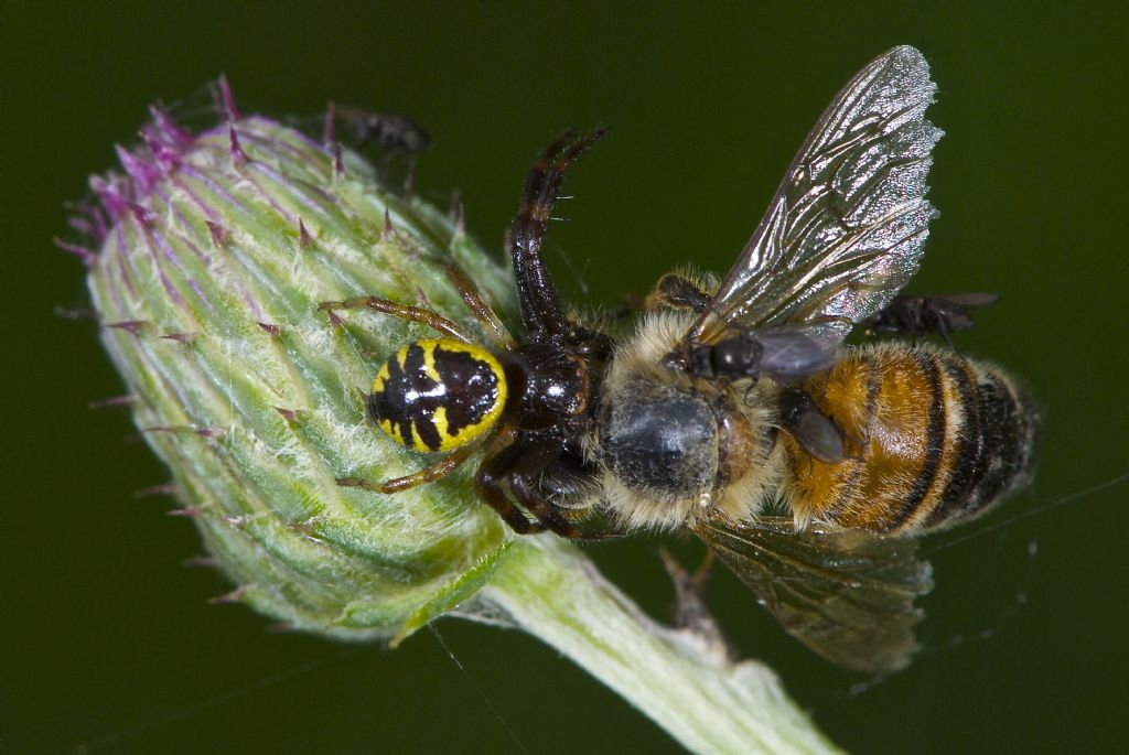 Larinioides sp.; Synema globosum - San Pietro in Casale (BO)