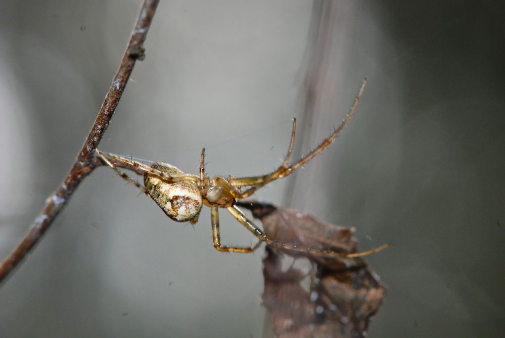 Metellina sp. - Panfilia (FE)