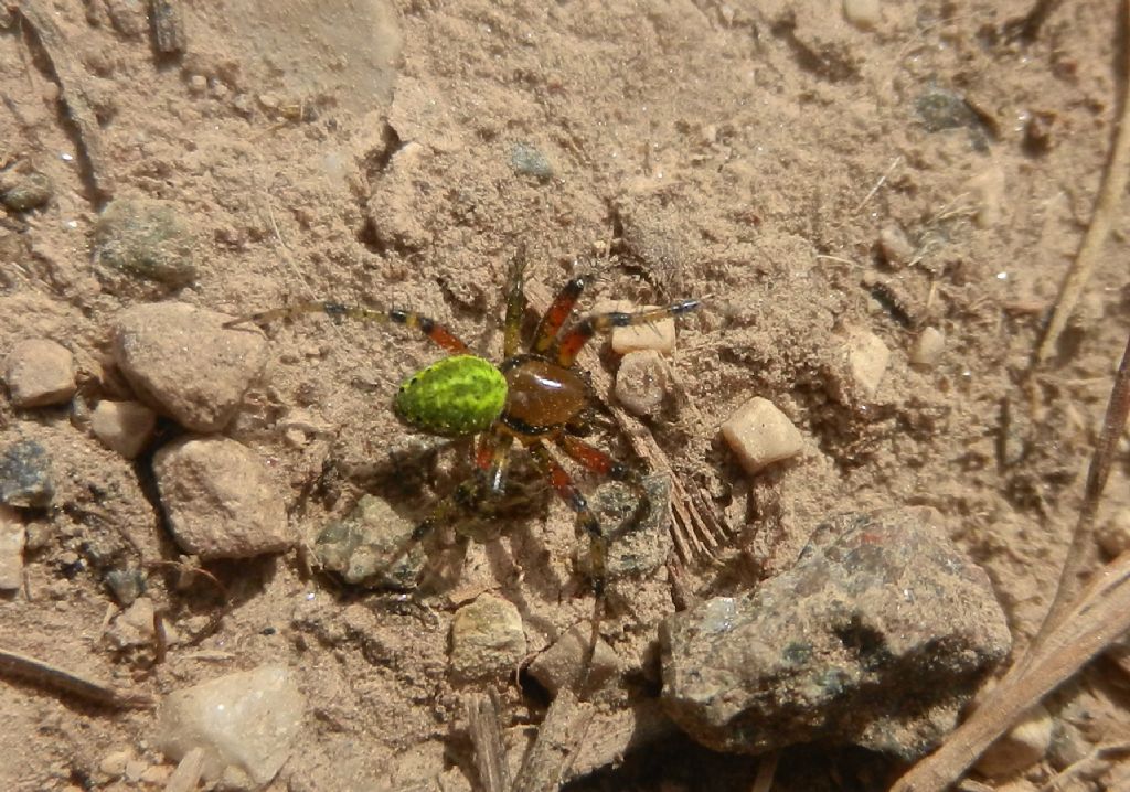 Araniella sp. - Roccaforte di mondovi (CN)