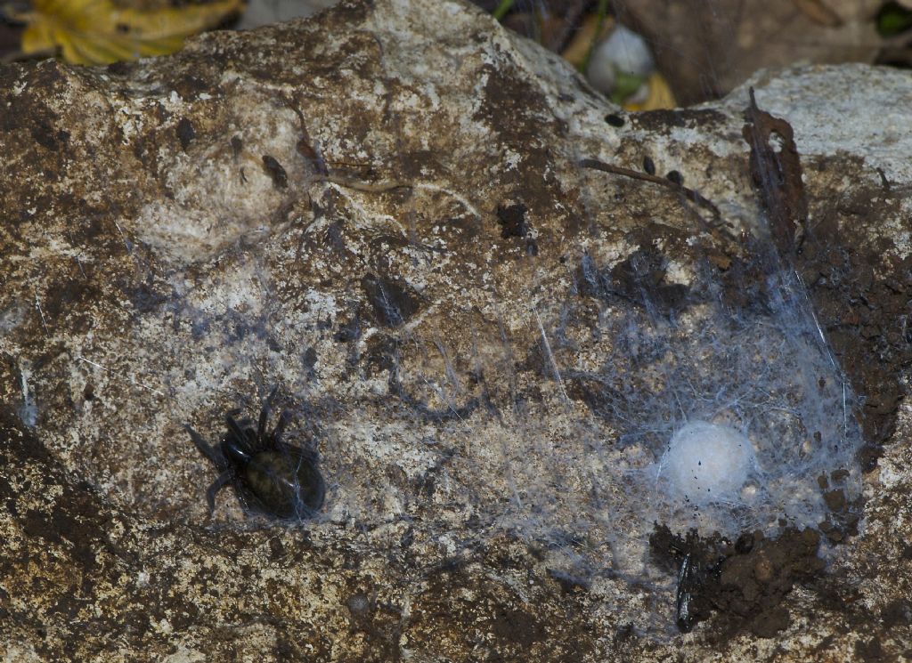 Clubionidae? No. Amaurobius sp. - Monti Berici (VI)