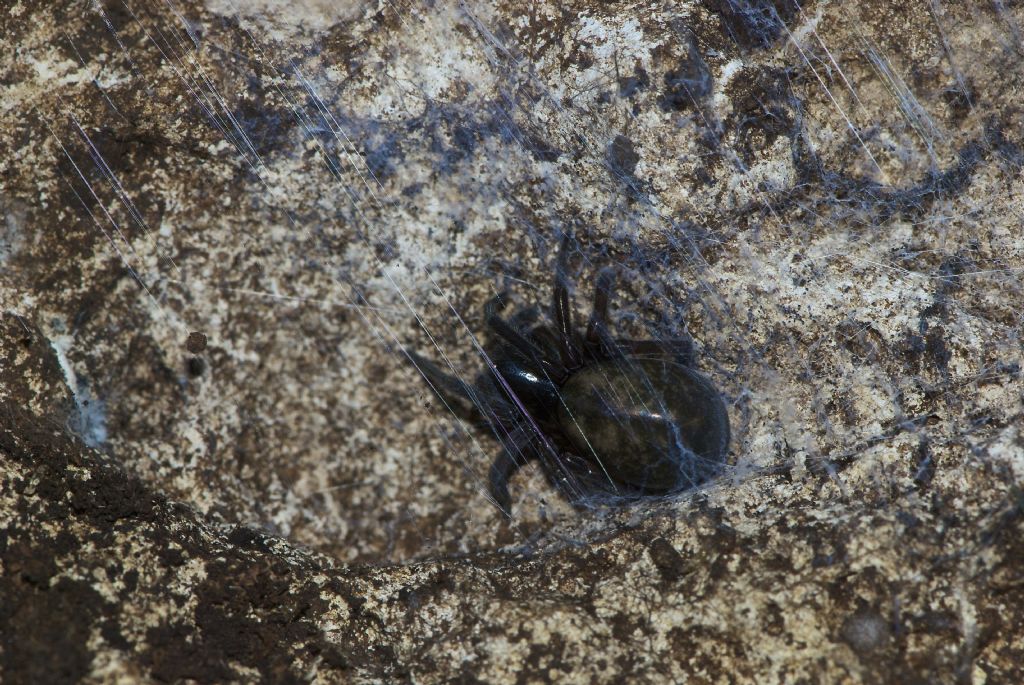 Clubionidae? No. Amaurobius sp. - Monti Berici (VI)