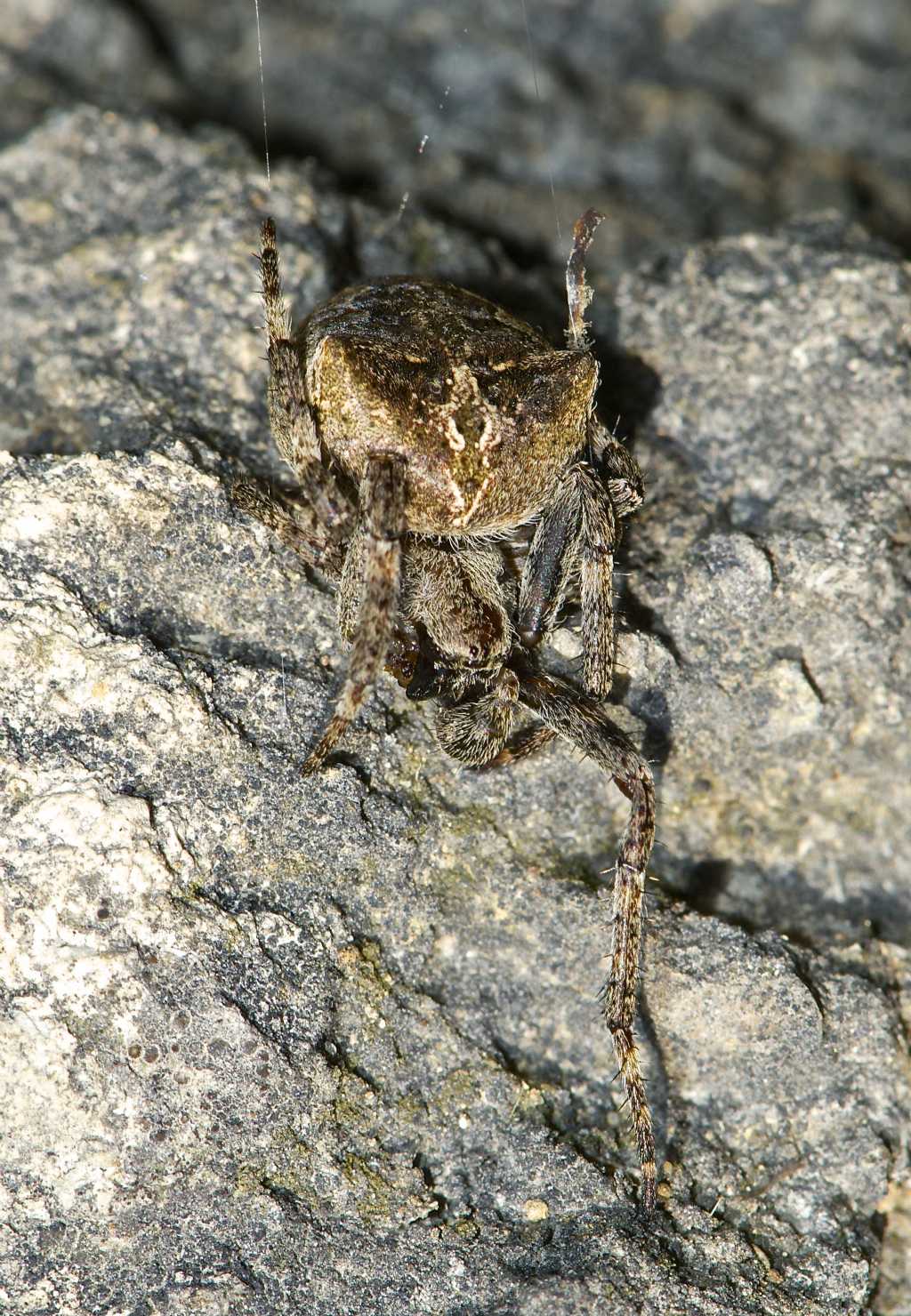 Araneus cf. angulatus - Monti Berici (VI)