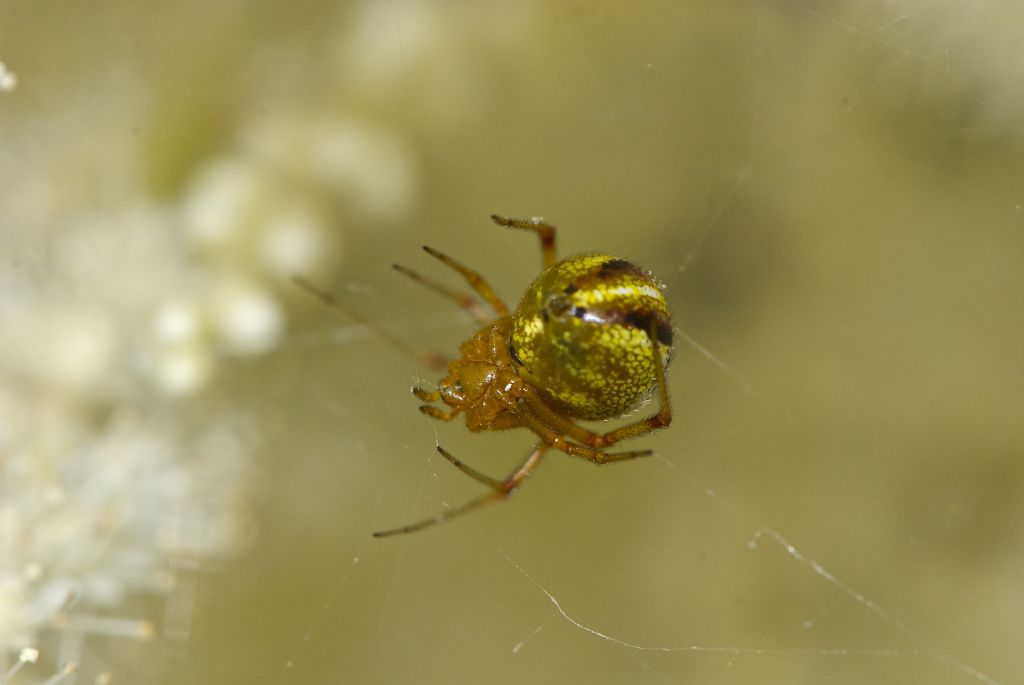 Theridiidae, cf. Phylloneta sp. - Roccaforte di Mondovi (CN)