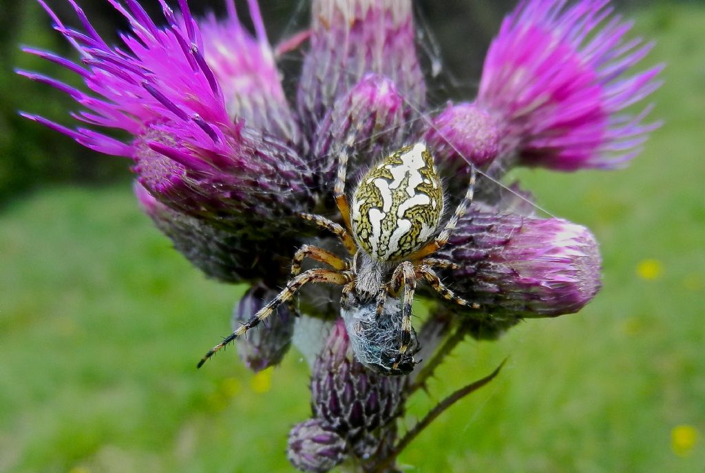 Araniella sp. - Roccaforte di mondovi (CN)