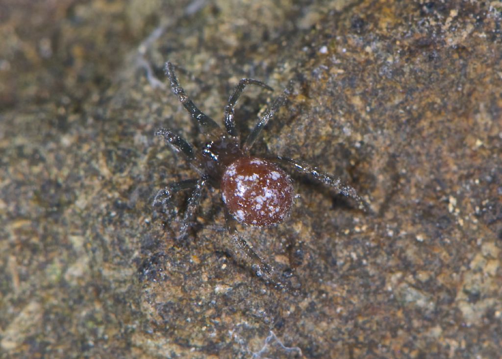 Linyphidae o Theridae o ...??