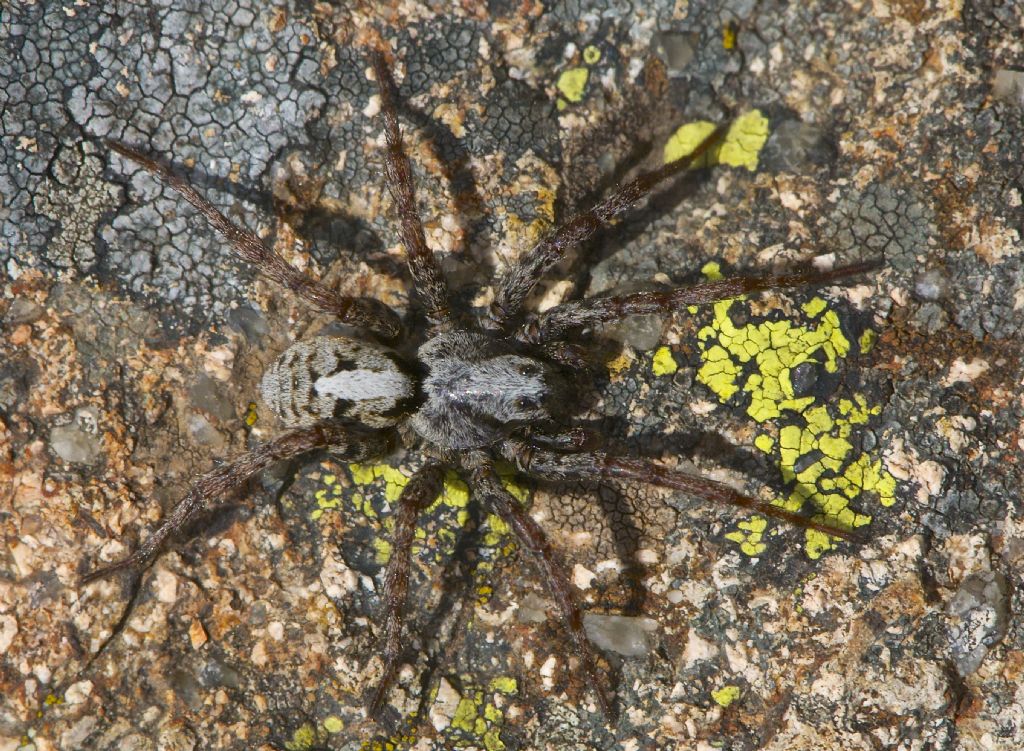 Arctosa alpigena - Col Margherita (TN)